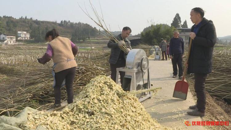 桑树枝怎么加工成药材,桑枝粉碎后的用途