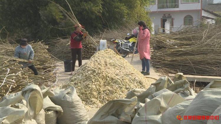 桑树枝怎么加工成药材,桑枝粉碎后的用途