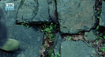 日本人看到刘烨的反应,日本人看刘烨