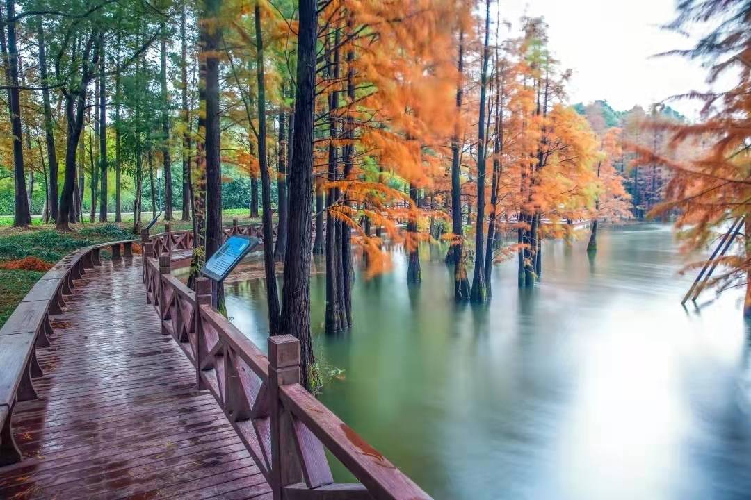 苏州春天旅行推荐,苏州春夏季旅游攻略最新