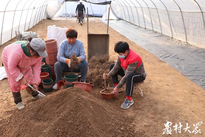 石榴盆景直播间现场卖货,石榴盆景直播卖货第一名造型