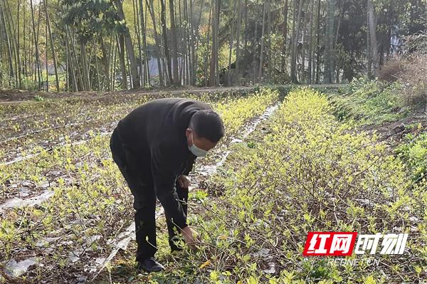 常德桃源：在“莓”丽的田野上奏响产业富民“春之曲”