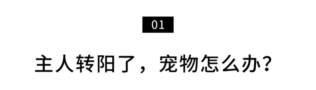 揭秘全国首个“宠物方舱”：揭秘全国首个“宠物方舱”：它们过得怎么样？它们过得怎么样？