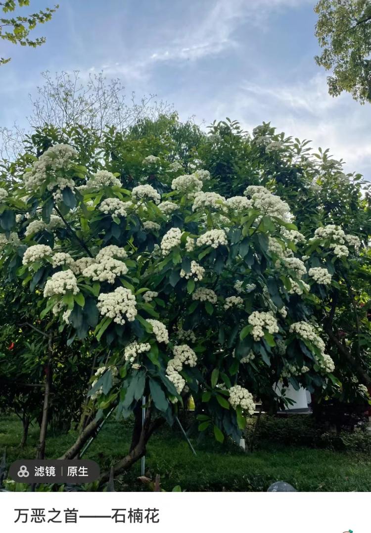 像臭鱼味道的花,这么美的花就没人欣赏吗