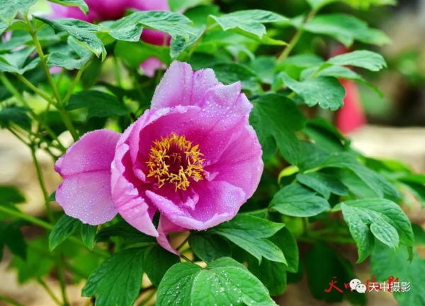 又到牡丹花开时不负光阴不负春