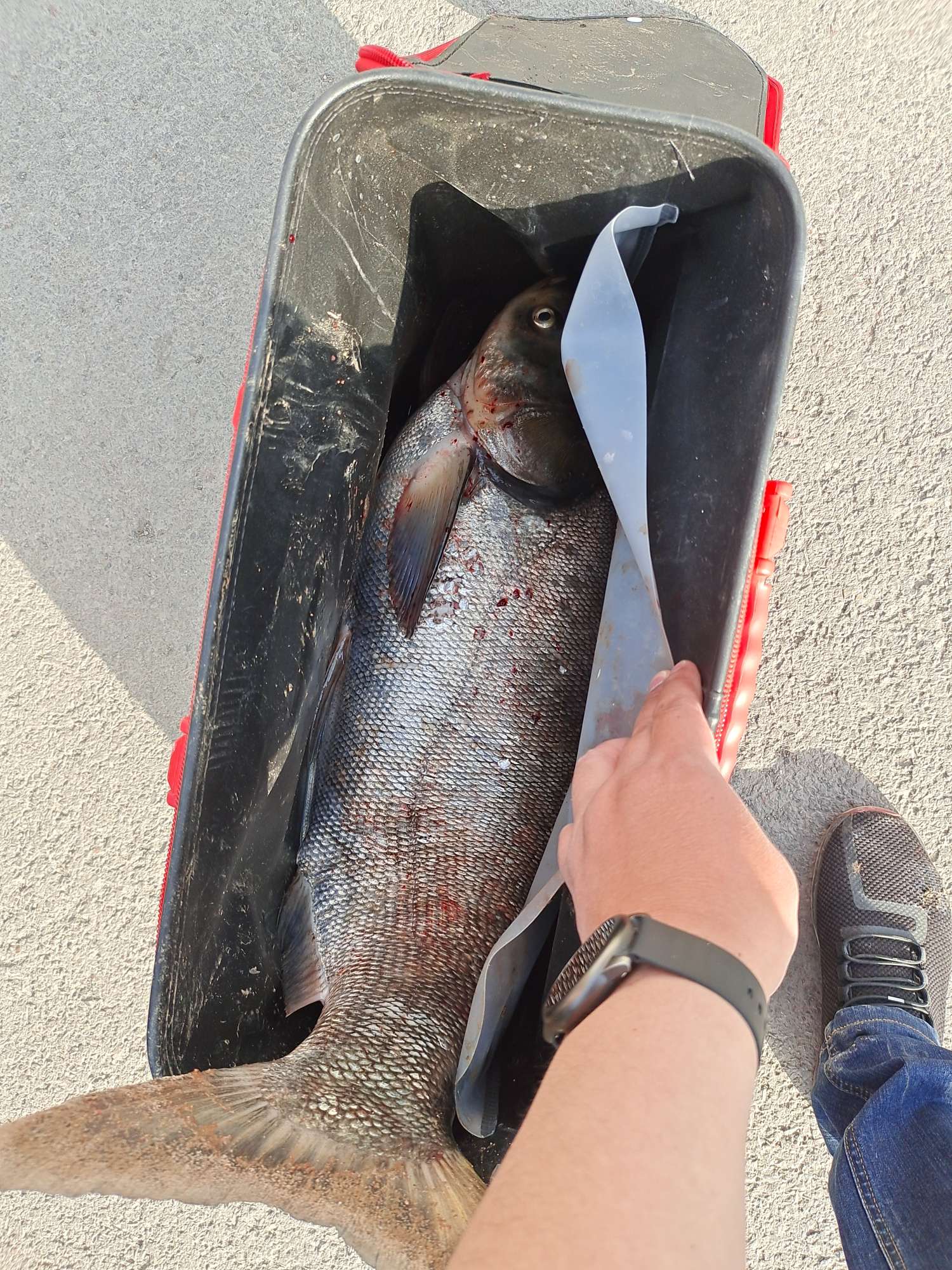 收获400斤巨鱼视频,四月收获记录