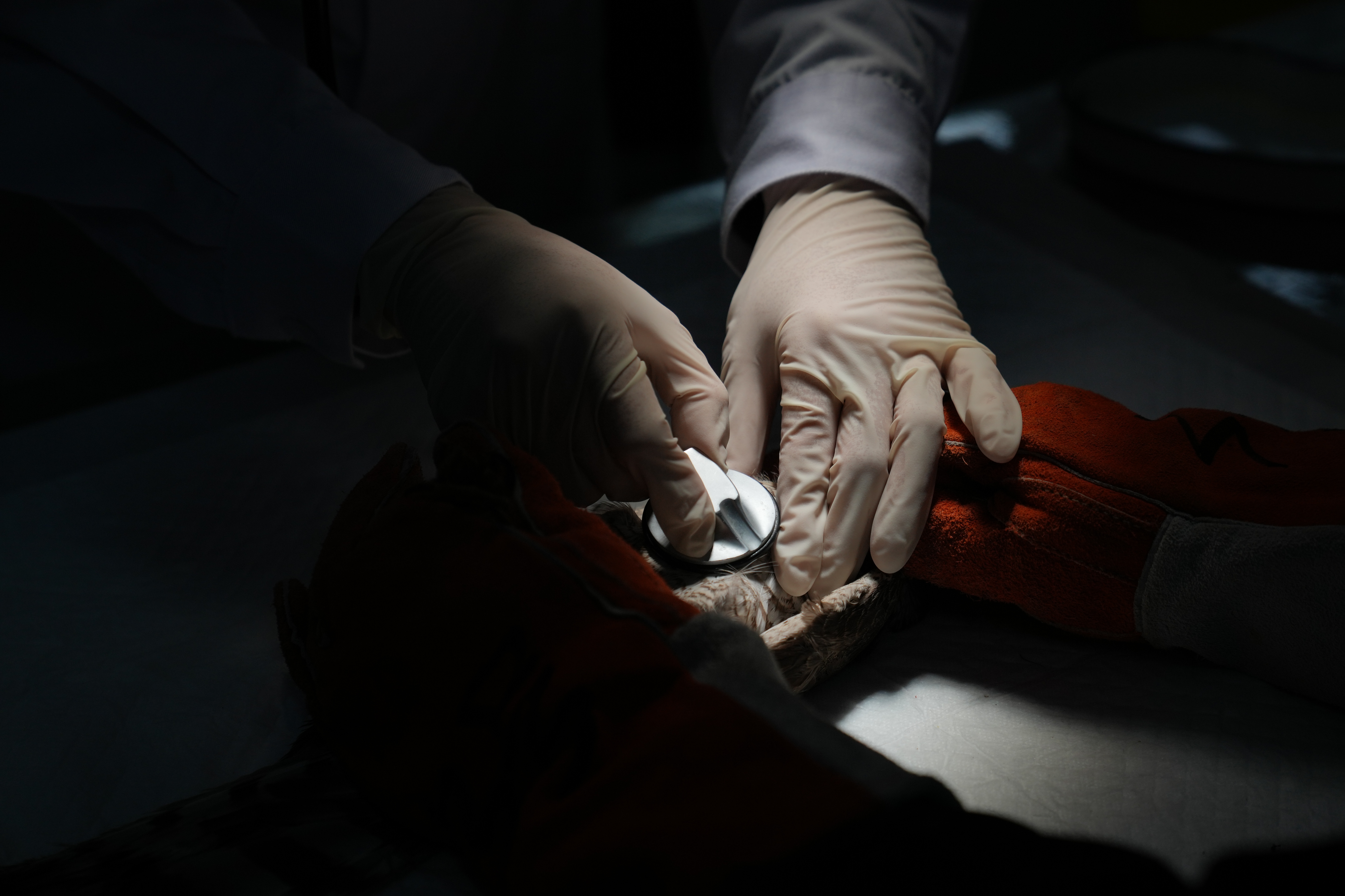 野生动物园医务人员,野生动物救护员