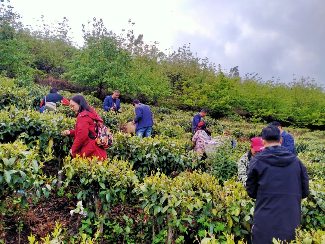 美轮美奂的天然茶园简直恍如仙境,华蓥市红岩茶园