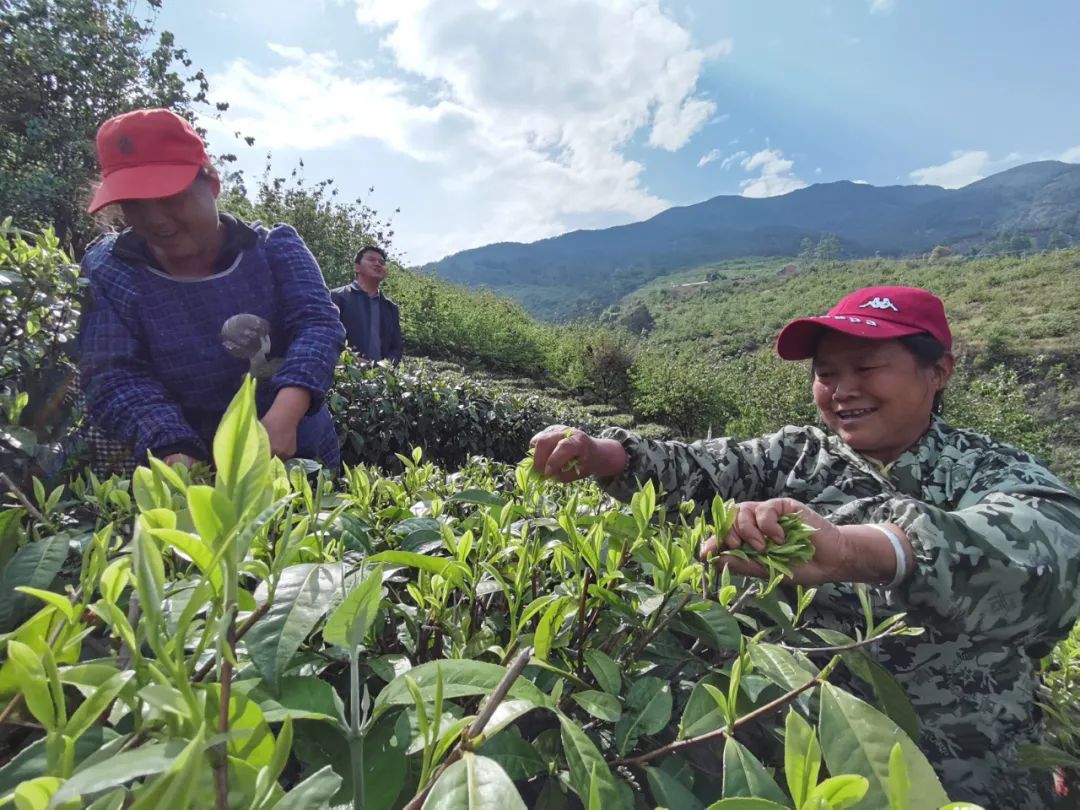 美轮美奂的天然茶园简直恍如仙境,华蓥市红岩茶园