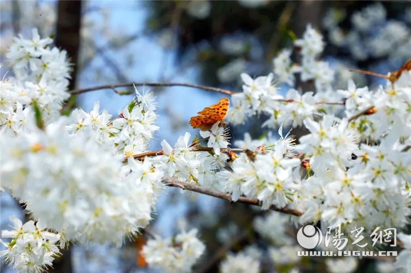 秦岭野生动物园什么时候抖音直播,西安秦岭动物园免费预约入口官网