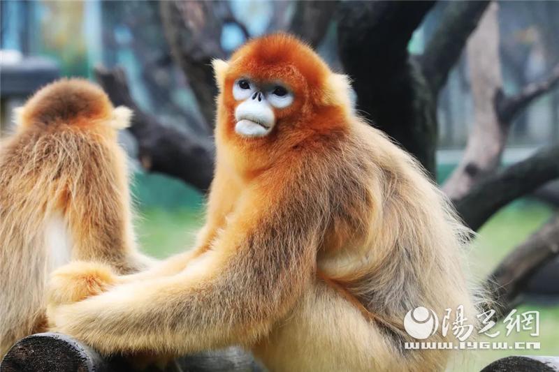 秦岭野生动物园什么时候抖音直播,西安秦岭动物园免费预约入口官网
