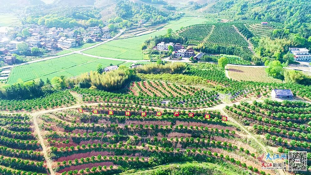 综合产值5.1亿元探寻江西芦溪“富硒”富民密码