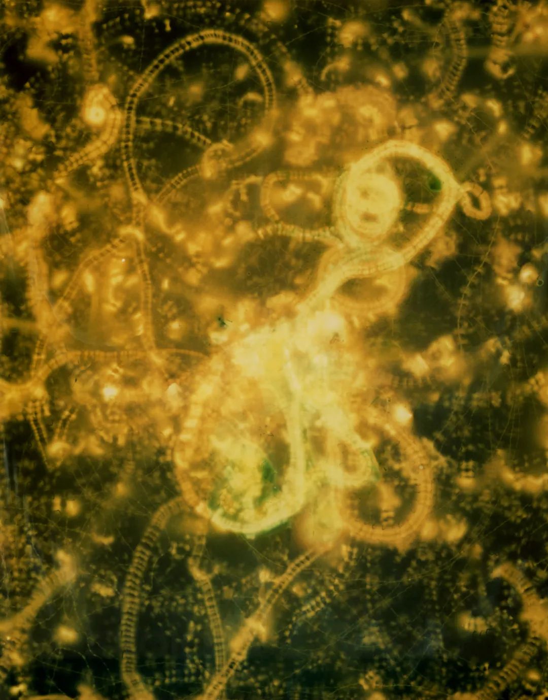 上官婉儿墓志展出,上官婉儿墓志首次面出