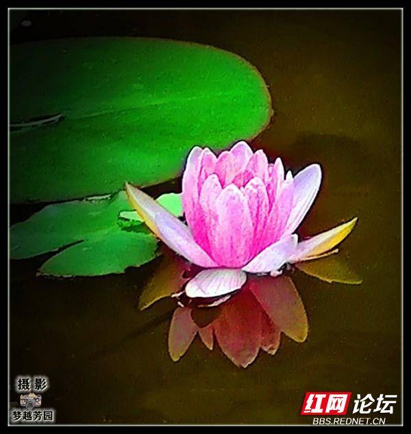 莲花睡莲和荷花的区别,睡莲和荷花与莲花哪个好养