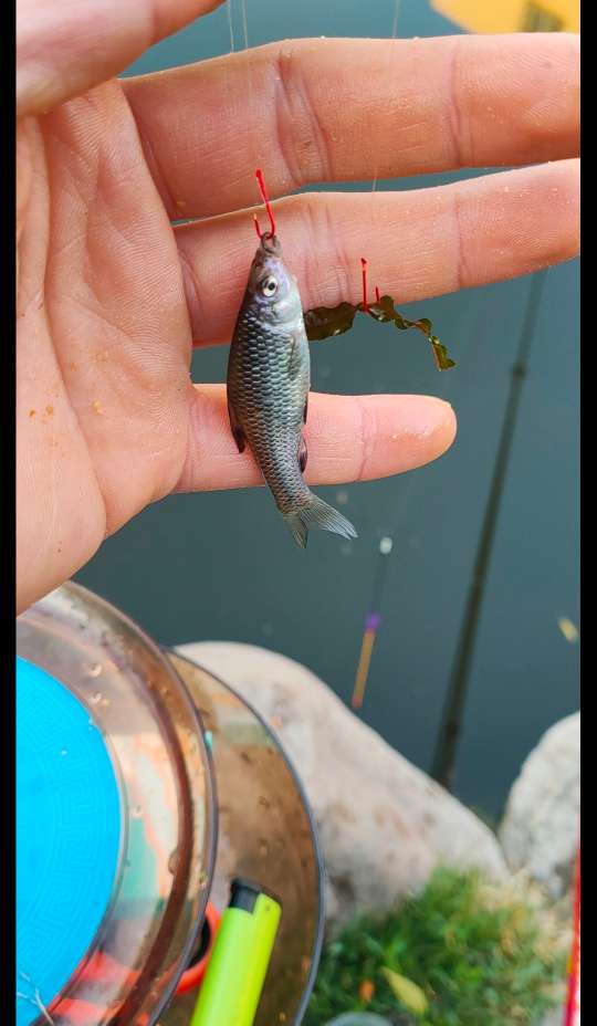 野钓避小鱼实战教学,小钩钓鱼如何避杂鱼