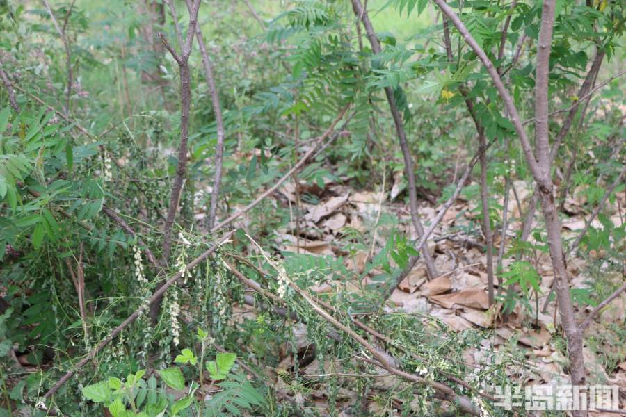 最美味的槐花,好吃又美味的槐花