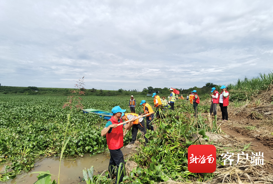 椰视频|临高开展水浮莲清理“百日大战”攻坚