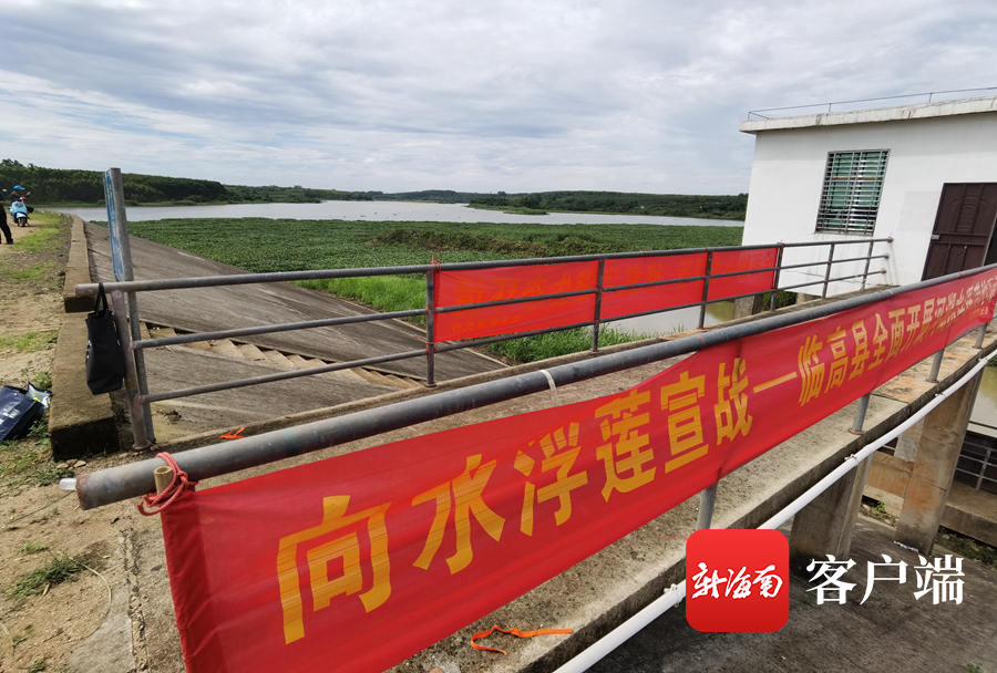 椰视频|临高开展水浮莲清理“百日大战”攻坚