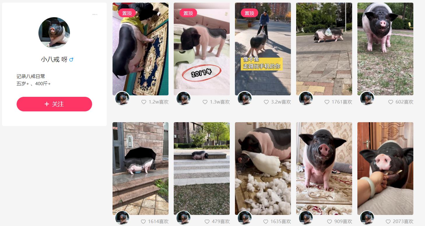 3斤宠物小香猪5年养成400斤大胖猪,专家:不是宠物猪,而是原产于广西陆川的家猪