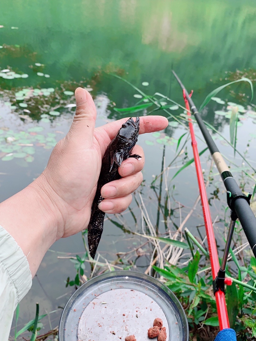 「618」小鱼太猖狂！转变思路才是王道