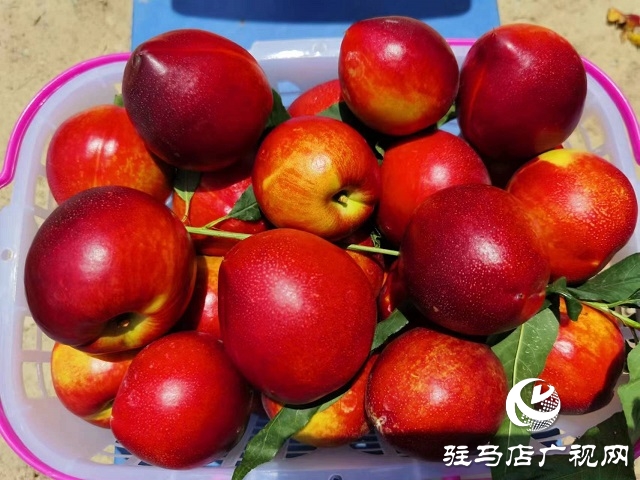 驻马店蚁蜂樱桃采摘园,驻马店冬蟠桃采摘