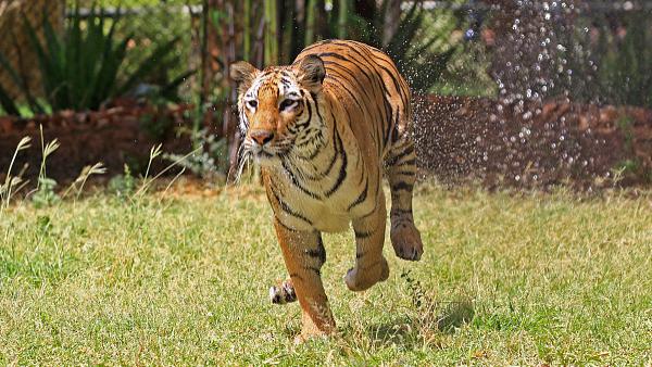多个互联网平台非法出售、宣传虎骨酒，举报后已下架