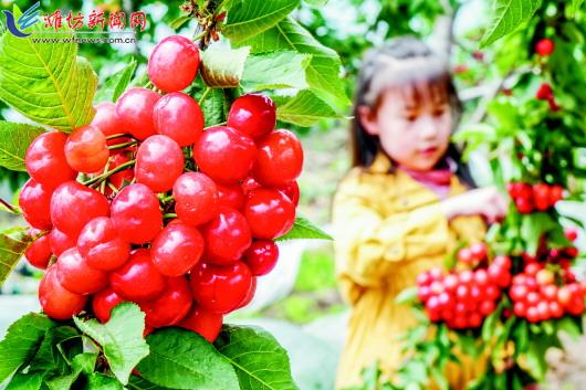 潍坊果然好水果,潍坊果品批发