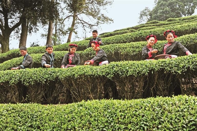 三茶统筹发展,“三茶统筹”引领云茶高质量发展