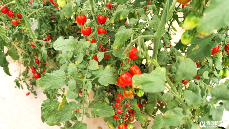 姜大姐农产品,青岛姜大姐农产品