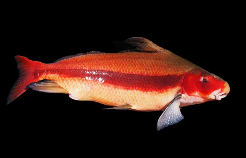 秘境之眼·人类之友日历|胭脂鱼:穿游亿万年的“亚洲美人鱼”