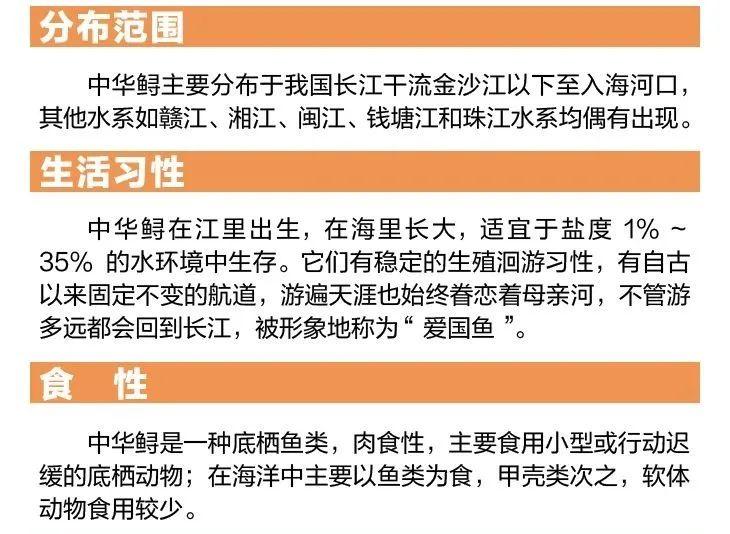 中华鲟怎样保护长江的,中华鲟的保护措施