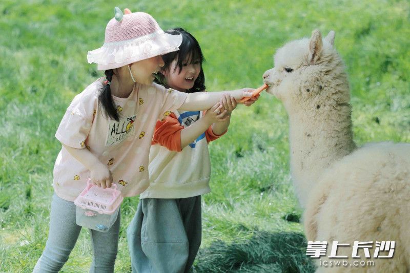 与袋鼠握手，与狮子共餐……长沙又添网红打卡点