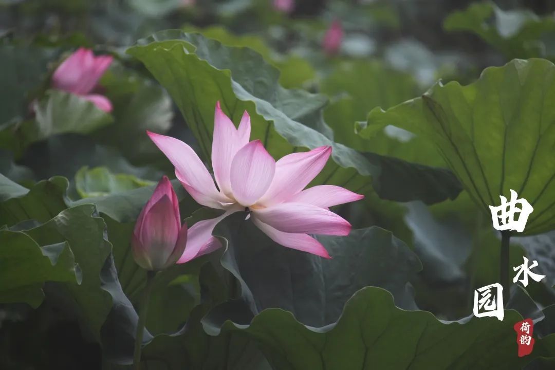 上海曲水园最新消息,上海曲水园公园