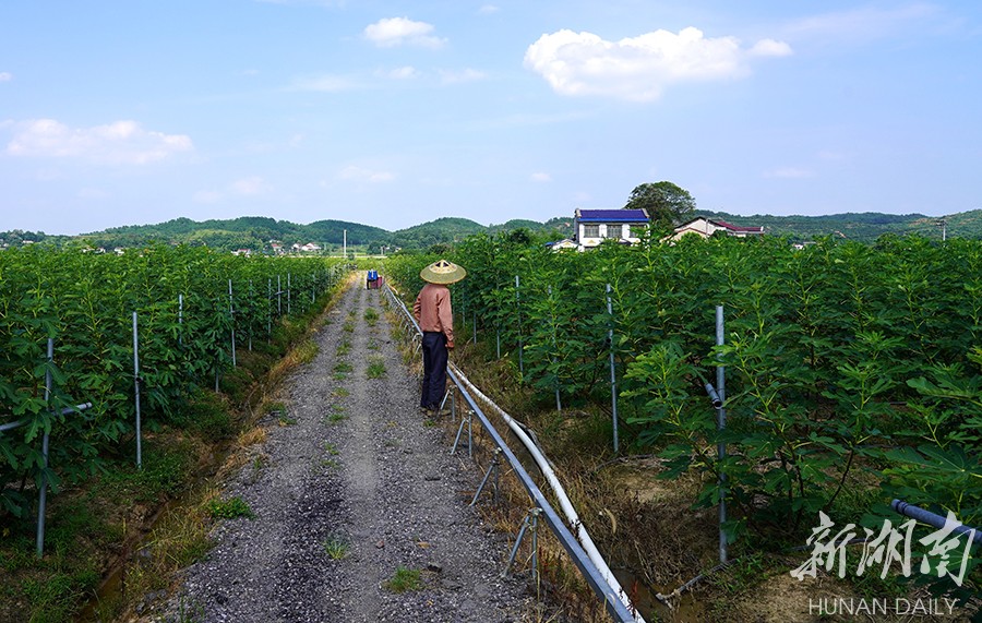 乡村振兴特色产业品牌集群,关于乡村产业振兴美丽的画卷
