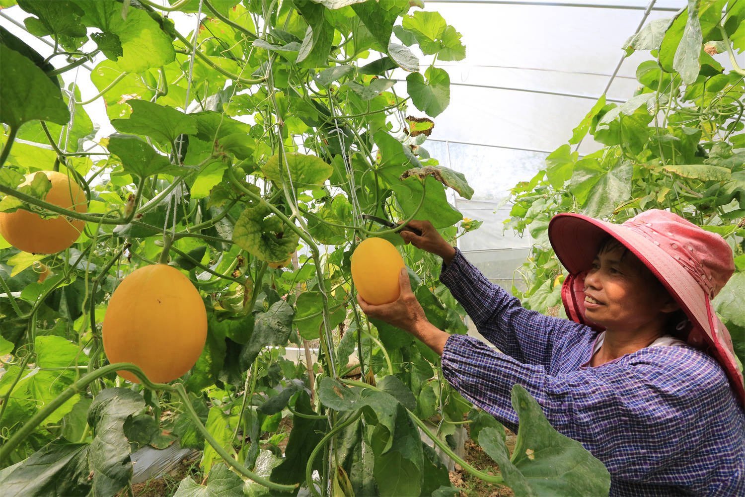 灵川县公平乡：生态转型“转”出助农增收新路子