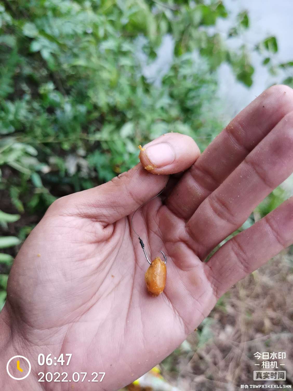 「七月鱼获」骗最憨的巨草！上最憨的洋当