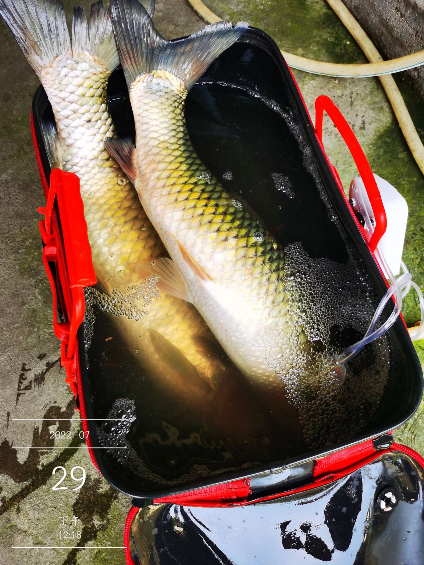 「七月鱼获」骗最憨的巨草！上最憨的洋当