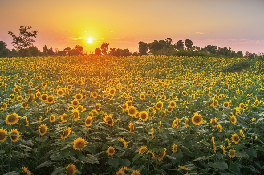 苏州赏花旅游攻略一日游,苏州花海旅游攻略