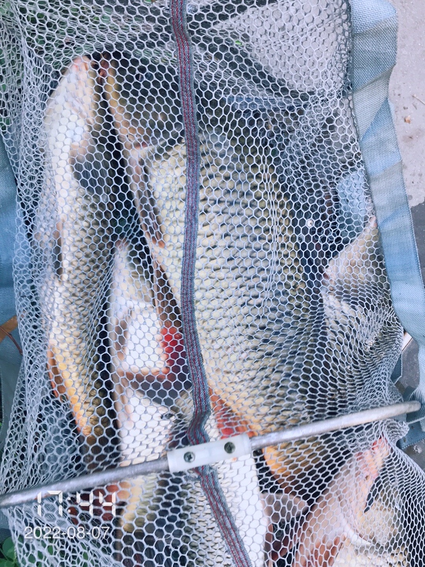 泡沫逗钓为什么比蚯蚓效果好,逗钓泡沫正确挂法