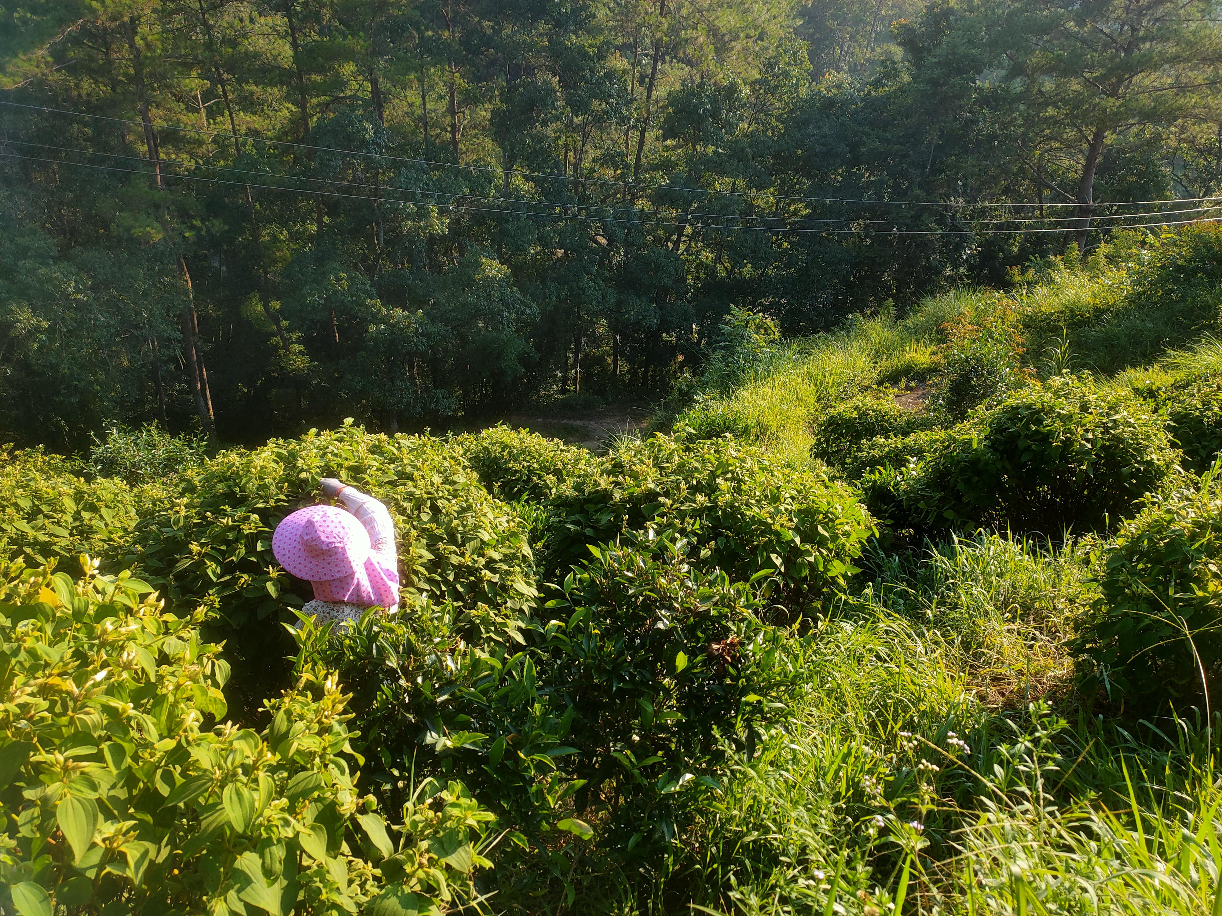 秀篆镇白花野牡丹产业为乡村振兴“强筋健体”