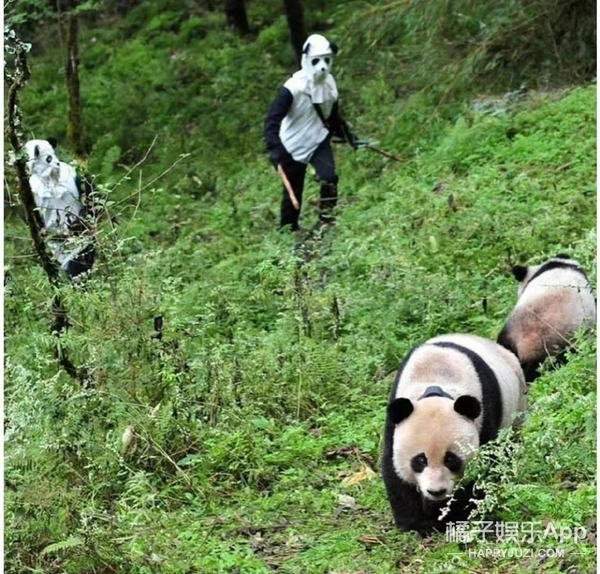 橘子晚报/吴京拒绝女嘉宾挽手?姜昇润恋情?