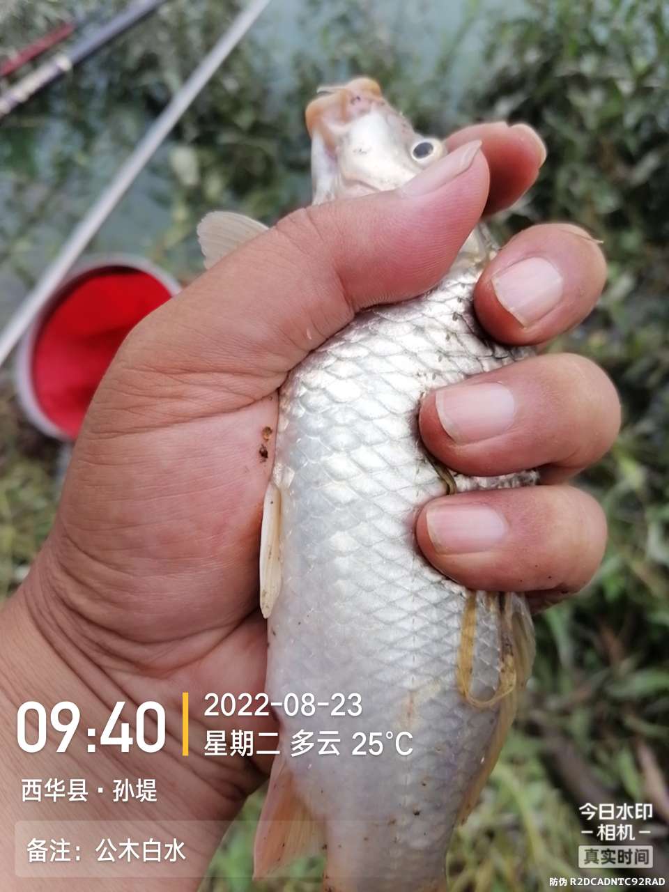 8月里面的鱼怎么钓,钓位选什么鱼最好