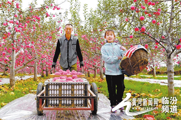 陕西吉县苹果,吉县苹果产业园