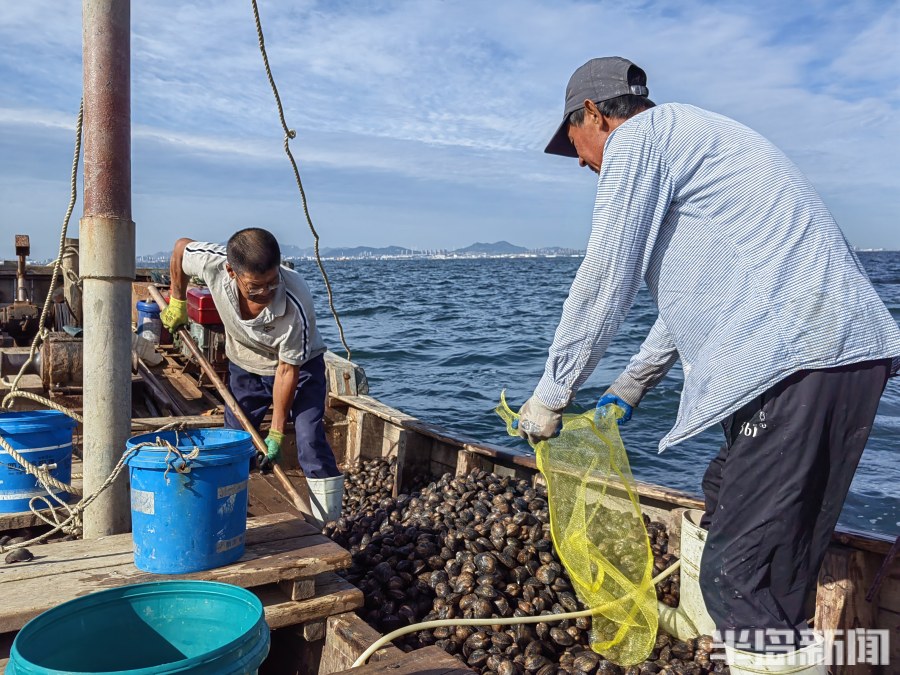 桂东出海记丨猛子将，海底捞！高风险，水上漂！好宝贝，浪里淘！揭秘胶州湾深潜捕捞者