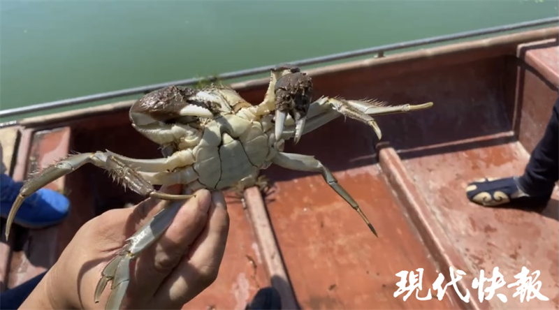 阳澄湖大闸蟹上市时间和价格表,阳澄湖大闸蟹今年上市时间