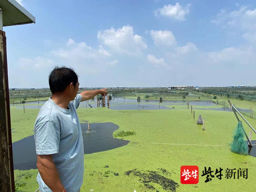 今年阳澄湖大闸蟹价格是升还是降,阳澄湖大闸蟹中秋多少钱一斤