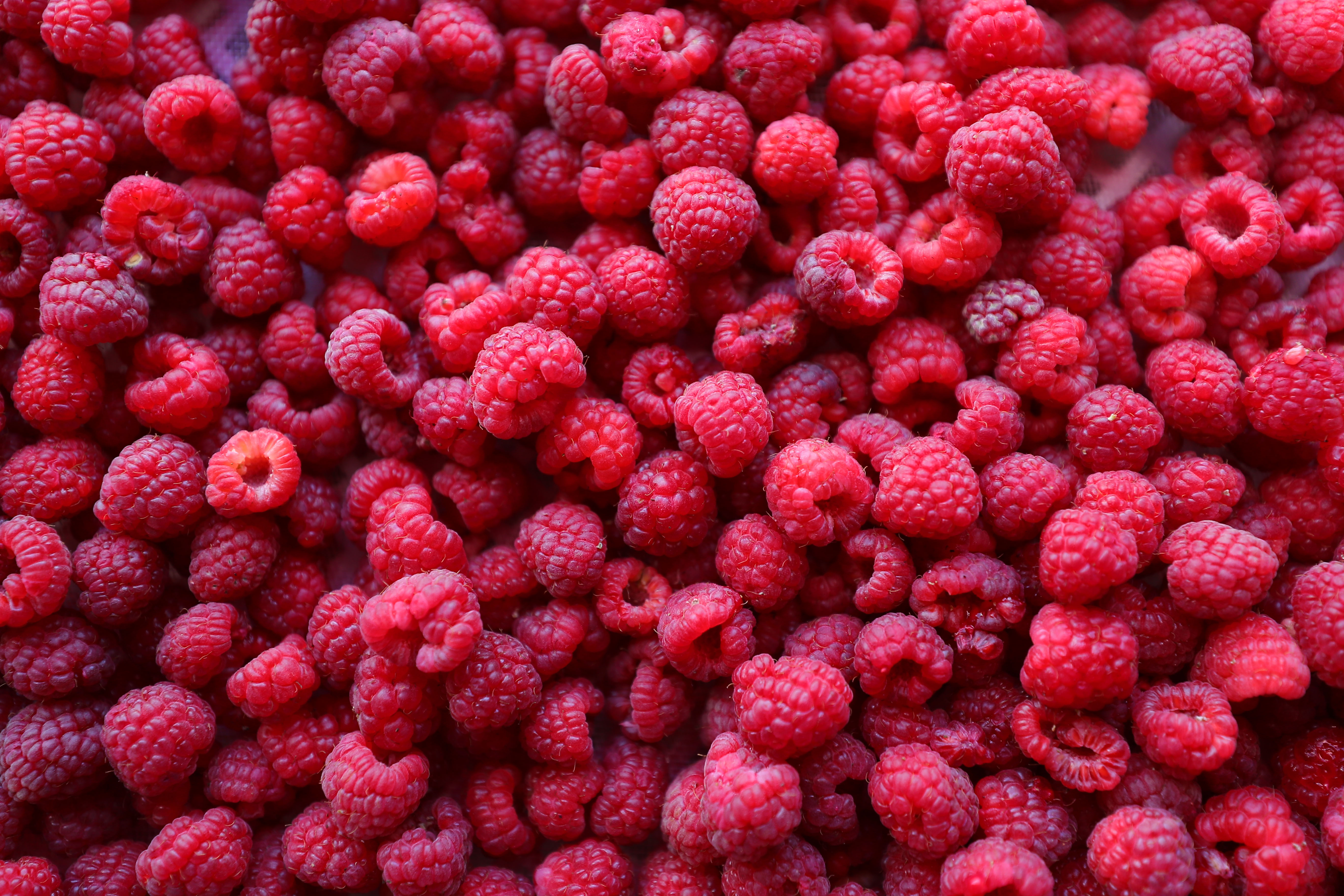 树莓丰收视频,树莓丰收