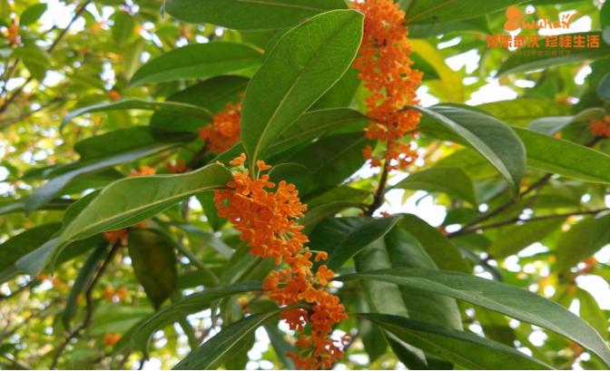 武汉花博汇花展,武汉花展最新消息