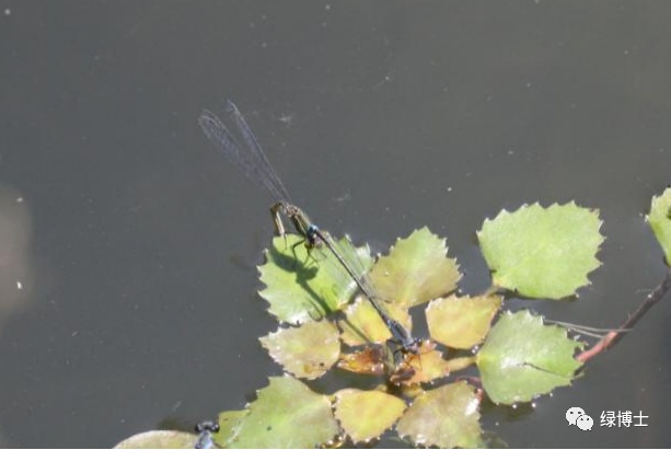 集结出列~来看上海常见的昆虫“战斗机”群
