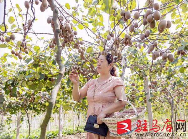 小小猕猴桃托起致富梦,小小猕猴桃